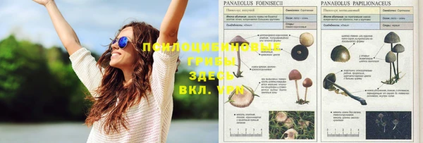 ПСИЛОЦИБИНОВЫЕ ГРИБЫ Гусиноозёрск
